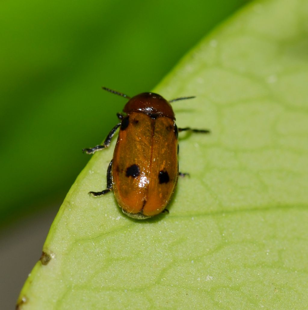 Macrolenes dentipes cfr.